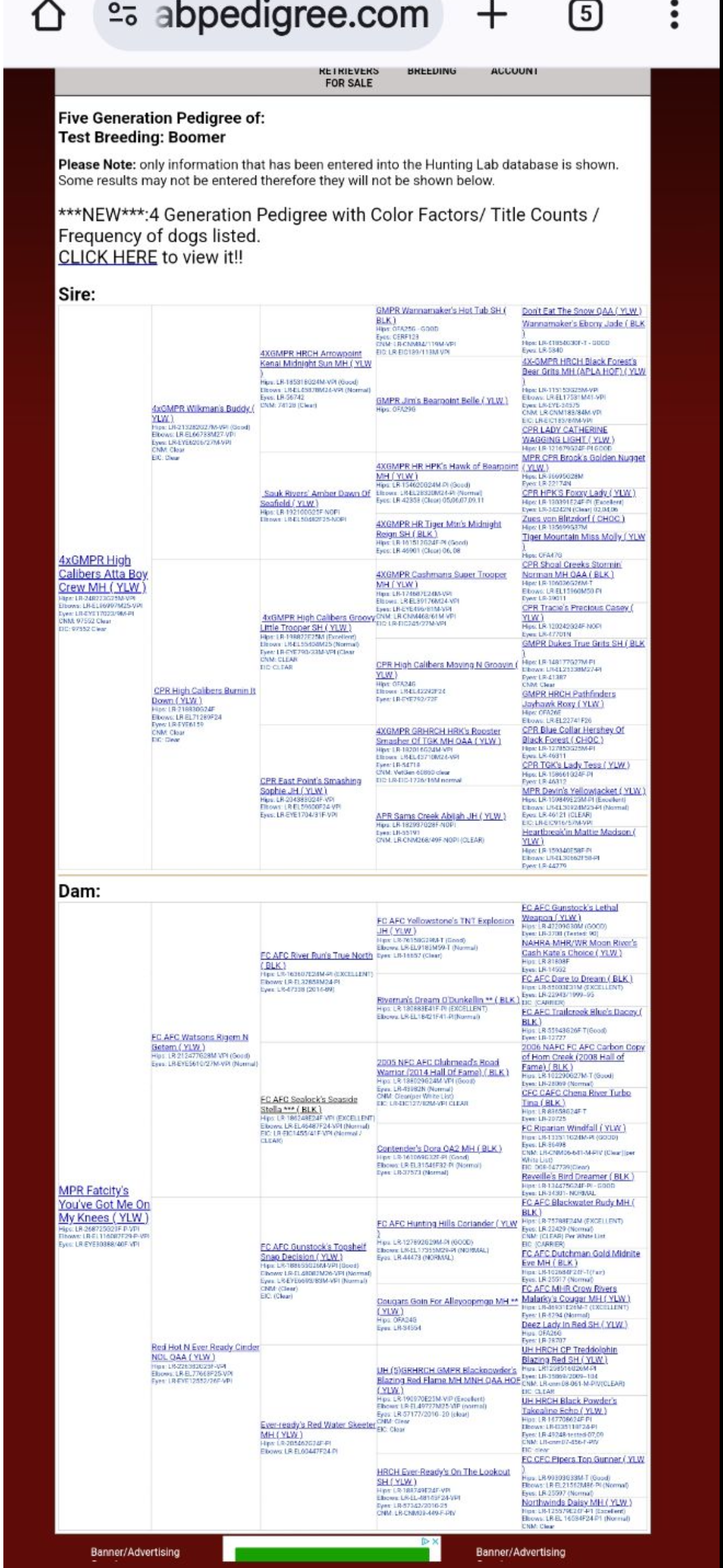 2 YEAR OLD YELLOW MALE