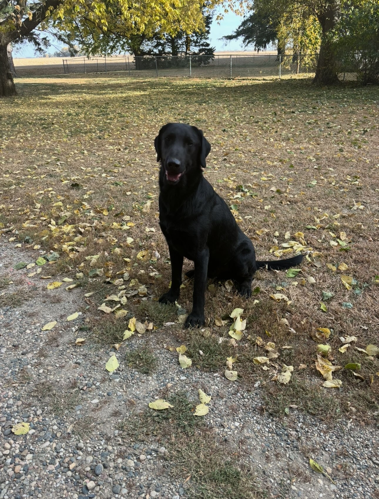 LONE WILLOWS PIPPA II